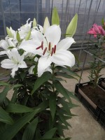 [1871 Thames Mak No02.JPG]